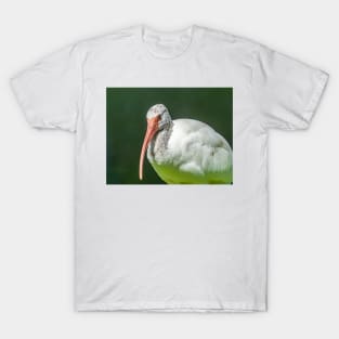 Close up of a black and white Ibis 3 T-Shirt